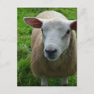 Cute Scottish Sheep Briefkaart