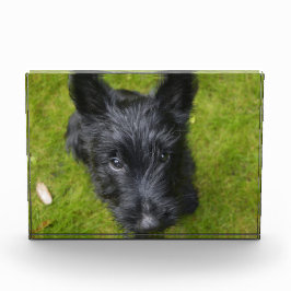 Cute Scottish Terrier Puppy Fotoblokken