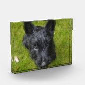 Cute Scottish Terrier Puppy Fotoblokken (Links)