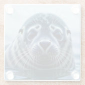 Cute Seal Close up Glazen Onderzetter (Achterkant)