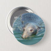 Cute Seal Photo in Cape Cod Chatham Pier Button (Voorkant /achterkant)