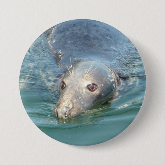Cute Seal Photo in Cape Cod Chatham Pier Button (Voorkant)