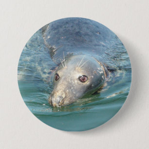 Cute Seal Photo in Cape Cod Chatham Pier Button