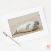 Cute Seal Posing on a Beach Rechthoekige Sticker (Envelop)
