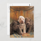 Cute Shar pei dreamers Briefkaart (Voorkant / Achterkant)