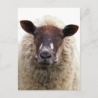 CUTE SHEEP BRIEFKAART