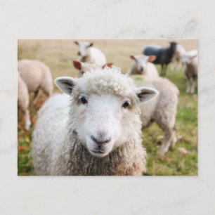 Cute Sheep Custom Briefkaart