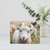Cute Sheep Custom Briefkaart (Staand voorkant)