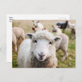 Cute Sheep Custom Briefkaart (Voorkant / Achterkant)