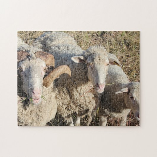 Cute Sheep Family Animals Lamb Legpuzzel (Horizontaal)