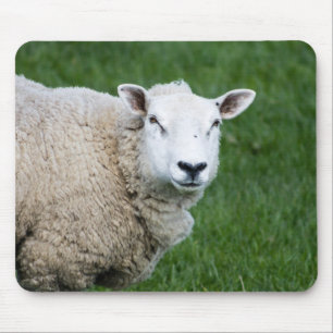 Cute Sheep Muismat