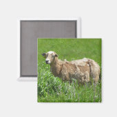 Cute Sheep Photography Magnet Magneet (Voorkant / Achterkant)