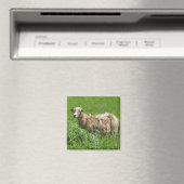Cute Sheep Photography Magnet Magneet (Insitu (Vaatwasser))