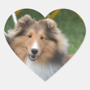 Cute Sheltie Hart Sticker