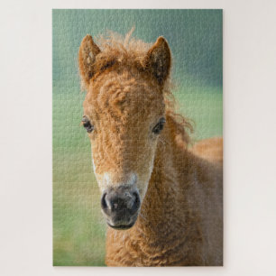 Cute Shetland Pony Foal Horse Head Frontale Foto - Legpuzzel