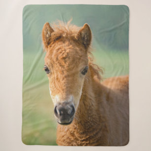 Cute Shetland Pony Foal Horse Head Frontale Foto, Sherpa Deken