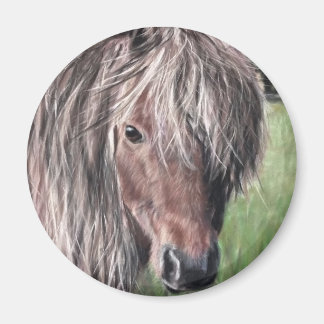 Cute Shetland Pony Magneet