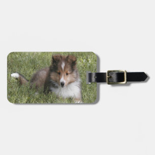 Cute Shetland Sheepdog puppy in gras Bagagelabel