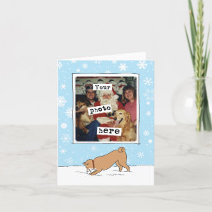 Cute Shiba Inu hiver Noël Modèle photo
