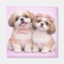 Cute Shih Tzu Couple Valentine Illustration
