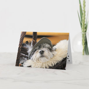 Cute Shih Tzu Dog Card Kaart