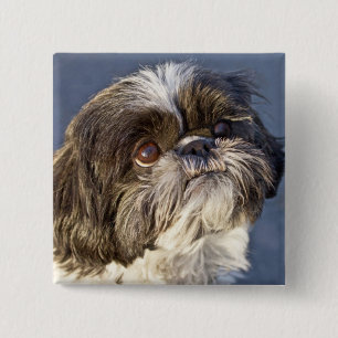 Cute Shih Tzu Puppy Pin Vierkante Button 5,1 Cm
