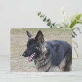 Cute Shiloh Shepherd Kaart (Staand voorkant)