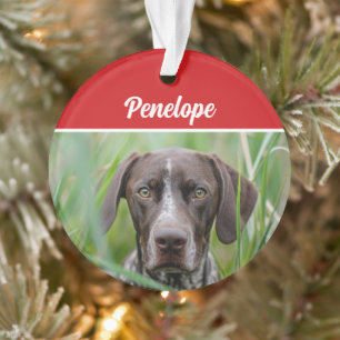 Cute Shorthair Pointer Chien Fête de Noël Photo