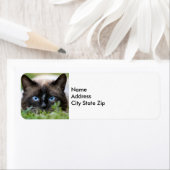 Cute Siamese Étiquette photo de chat (En situation)