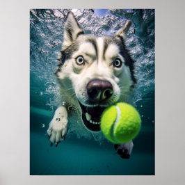 Cute Siberian Husky Diving Underwater Poster