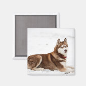 Cute Siberian Husky Portrait Magneet (Voorkant / Achterkant)