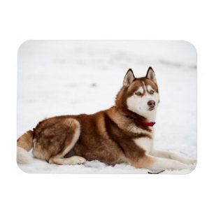 Cute Siberian Husky Portrait Magneet