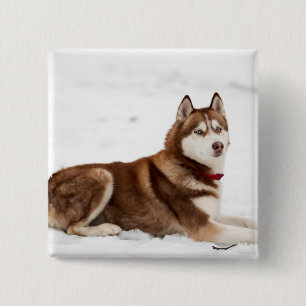Cute Siberian Husky Portrait Vierkante Button 5,1 Cm
