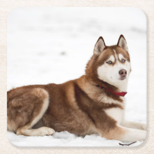 Cute Siberian Husky Portrait Vierkante Kartonnen Onderzetter