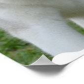 Cute Siberian Husky Poster (Hoek)