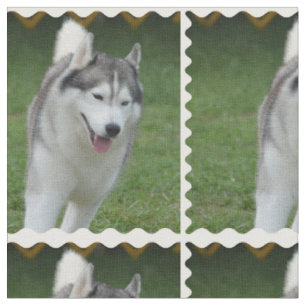 Cute Siberian Husky Stof