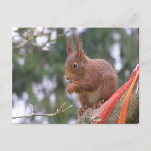 Cute Sitting Squirrel DIY Briefkaart (Voorkant)
