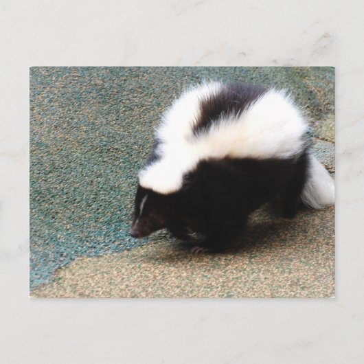 Cute Skunk Briefkaart (Voorkant)