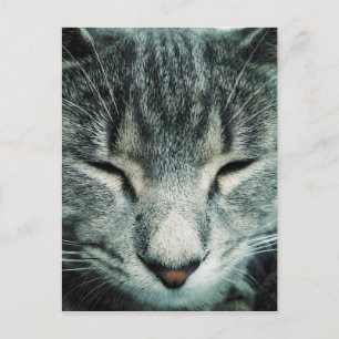 Cute slaaptabby kitten briefkaart