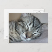 Cute Sleeping Kitten Briefkaart (Voorkant / Achterkant)