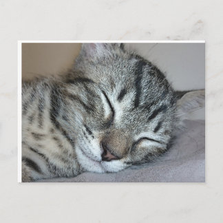Cute Sleeping Kitten Briefkaart