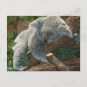 Cute Sleeping Koala Beer Briefkaart (Voorkant)