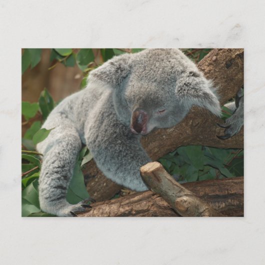 Cute Sleeping Koala Beer Briefkaart (Voorkant)