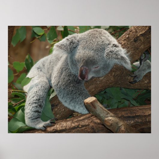 Cute Sleeping Koala Beer Poster (Voorkant)