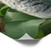 Cute Sleeping Koala Beer Poster (Hoek)