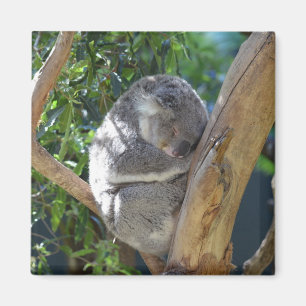Cute Sleeping Koala in de boom Magneet