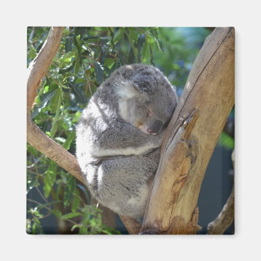 Cute Sleeping Koala in de boom Magneet (Voorkant)