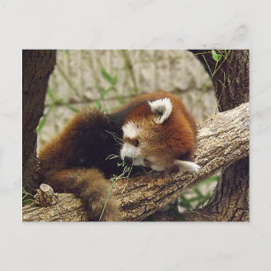 Cute Sleeping Red Panda w/Food in the Mouth Briefkaart
