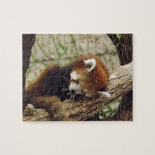 Cute Sleeping Red Panda w/Food in the Mouth Legpuzzel
