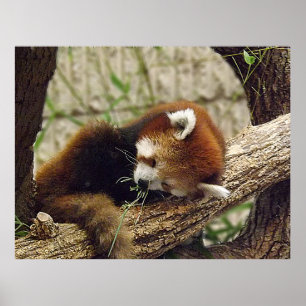 Cute Sleeping Red Panda w/Food in the Mouth Poster